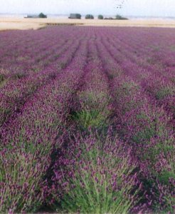 PurplePrairieCloverSeedProductionFieldsmall