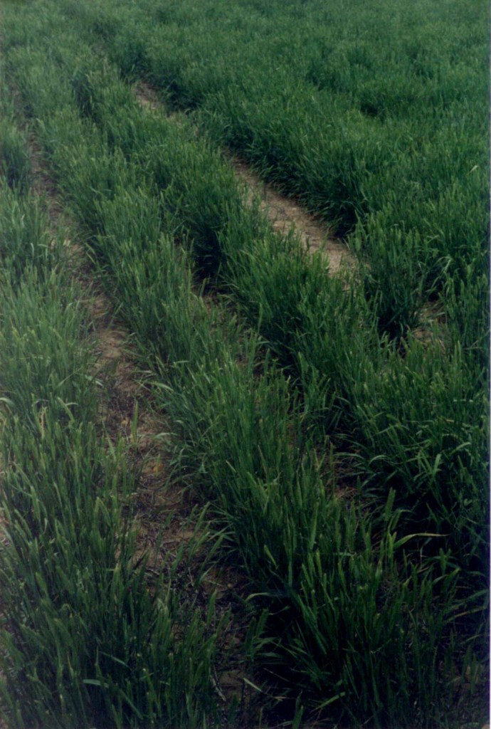 Hycrest Crested Wheatgrass Seed Production | Big Sky Wholesale Seeds